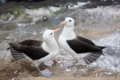 Black-browed albatross, Saunders