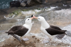 Black-browed albatross, Saunders