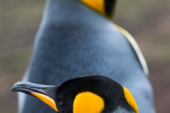 King penguin, East Falkland
