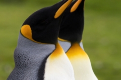King penguin, East Falkland