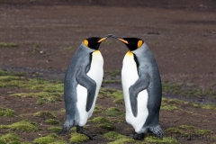 King penguin, East Falkland