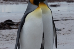 King penguin, East Falkland