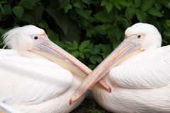 Great white pelican, Zoo Basel (CH)