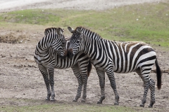 Grévy's zebra;Equus grevyi, Beekse Bergen (NL)