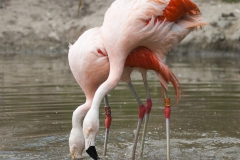 Phoenicopterus chilensis; Chilean flamingo, Beekse Bergen (NL)
