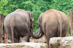 Asiatic elephant, Heidelberg Zoo