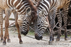 Zebras, Wuppertal Zoo