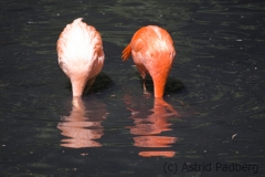 Flamingo, Dortmund Zoo