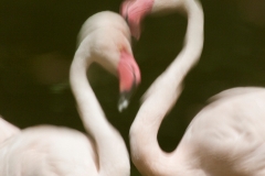Greater flamingo, Bern Zoo (CH)