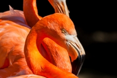Flamingos, Duisburg Zoo