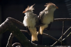 guira cuckoo, Wuppertal Zoo