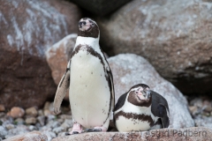 Humboldt penguin, Vogelpark Walsrode