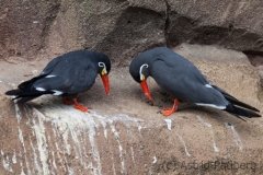Inca tern, Krefeld Zoo