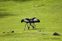 Black crowned crane, Wuppertal Zoo