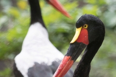 Saddle-billed stork, Pairi Daisa (B)