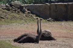 Emu, Zoom Gelsenkirchen