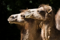 Bactrian Camel, Tierpark Dortmund