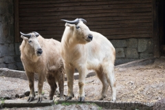 Golden takin, Breslau Zoo (PL)