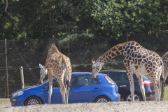 Rothschild's giraffe;Giraffa camelopardalis rothschildi