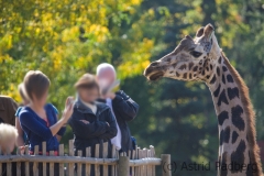 Giraffen