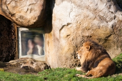 Zoologischer Garten, Löwen