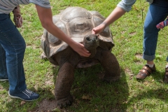 Aldabra Riesenschildkröte; Seychellen Riesenschildkröte; Geoch