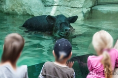 Tapir