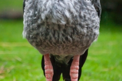 Chachá; Halsband-Wehrvogel; southern screamer; Chauna torquata