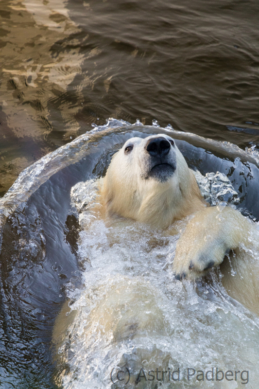 Polar bear, Wuppertal Zoo
