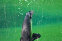 African penguin, Wuppertal Zoo
