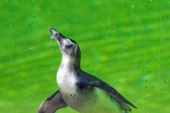 African penguin, Wuppertal Zoo
