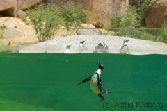 African penguin, Wuppertal Zoo