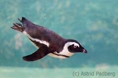 African penguin, Wuppertal Zoo
