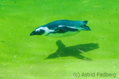 African penguin, Wuppertal Zoo