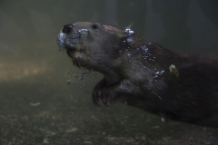 North American beaver, Wuppertal Zoo