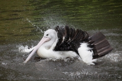Australian pelican, Vogelpark Walsrode