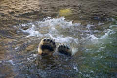 Polar bear, Wuppertal Zoo