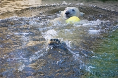 Polar bear, Wuppertal Zoo