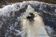 Polar bear, Wuppertal Zoo