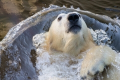 Polar bear, Wuppertal Zoo