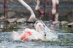 Flamingo, Vogelpark Walsrode