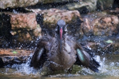 Hadeda ibis, Vogelpark Walsrode