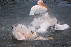 Great white pelican, Wuppertal zoo