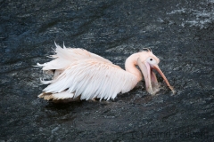 Great white pelican, Wuppertal zoo