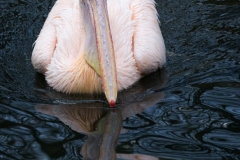 Great white pelican, Wuppertal zoo