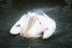 Great white pelican, Pairi Daisa (B)