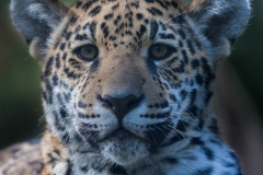 jaguar_3914_web