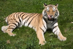 Sibirischer Tiger