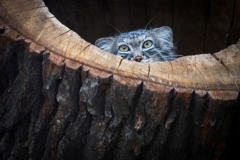 zoo_breslau_manul_1874_web-1
