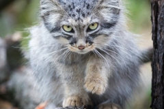 zoo_breslau_manul_1896_web-1